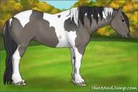 Horse Color:Grullo Tobiano