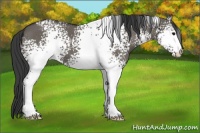 Horse Color:White Spotted Smoky Grullo 