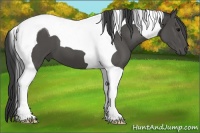 Horse Color:Black Tobiano 