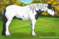 Horse Color:Black Tobiano Frame