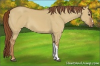 Horse Color:Red Dun