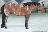 Horse Color:Bay Ice