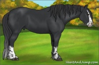 Horse Color:Black and Black Splash