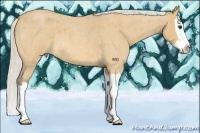 Horse Color:Silver Buckskin Roan Splash 