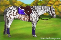 Horse Color:Brown Appaloosa  and Brown Appaloosa 