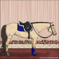 Horse Color:Buckskin Dun 