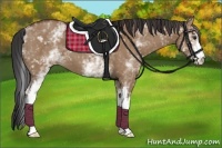 Horse Color:White Spotted Bay Dun 