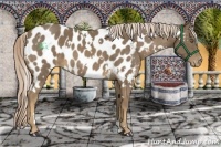 Horse Color:White Spotted Chocolate Palomino Appaloosa