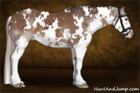 Horse Color:White Spotted Liver Chestnut Sabino Splash Appaloosa 