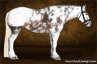 Horse Color:Liver Chestnut Sabino Appaloosa 