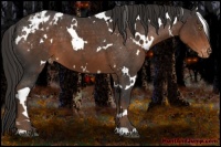 Horse Color:White Spotted Liver Chestnut Varnish