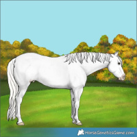 Horse Color:Silver Bay Dun Appaloosa 