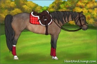 Horse Color:Buckskin Rabicano