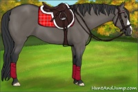 Horse Color:Grullo 