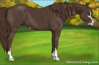 Horse Color:Liver Chestnut Sabino 