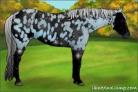 Horse Color:ERROR: UNKNOWN ANOMALY