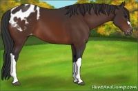 Horse Color:Bay Appaloosa