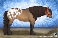 Horse Color:Bay Dun Appaloosa 