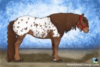 Horse Color:Chestnut Appaloosa 