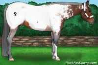 Horse Color:Bay Snowcap 