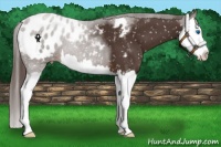 Horse Color:Liver Chestnut Splash Snowflake Varnish 