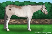 Horse Color:Brown Dun Appaloosa Rabicano 