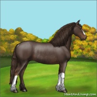 Horse Color:Liver Chestnut Rabicano