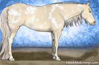 Horse Color:White Spotted Cremello 