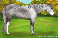 Horse Color:Unknown 