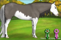 Horse Color:Smoky Grullo Splash 