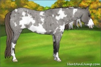 Horse Color:White Spotted Smoky Grullo Roan Frame Varnish 