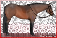 Horse Color:Bay Rabicano 