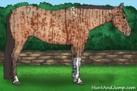 Horse Color:Brown Sabino Rabicano  and Sable Champagne Tobiano Rabicano 