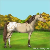 Horse Color:Bay Dun Appaloosa 