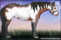 Horse Color:Brown Frame Appaloosa 