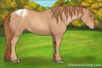 Horse Color:Gold Champagne Roan Appaloosa 