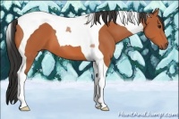 Horse Color:Bay Tobiano 