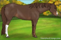 Horse Color:Liver Chestnut 