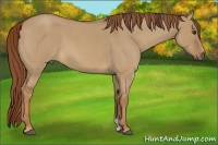 Horse Color:Red Dun Roan 