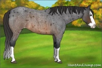 Horse Color:Brown Roan Splash Appaloosa