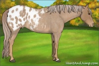 Horse Color:Palomino Roan Appaloosa