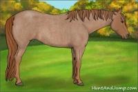 Horse Color:Red Roan 