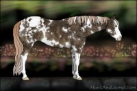 Horse Color:White Spotted Chocolate Palomino Ice Splash Varnish 