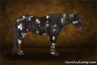 Horse Color:White Spotted Liver Chestnut Ice 