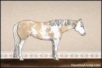 Horse Color:White Spotted Gold Cream Champagne Splash 