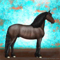 Horse Color:Gray Bay Rabicano 