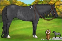 Horse Color:Blue Roan Rabicano 