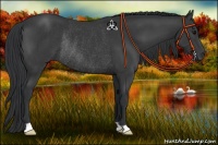 Horse Color:Black Rabicano 
