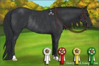 Horse Color:Black Rabicano 