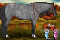 Horse Color:Blue Roan Rabicano 